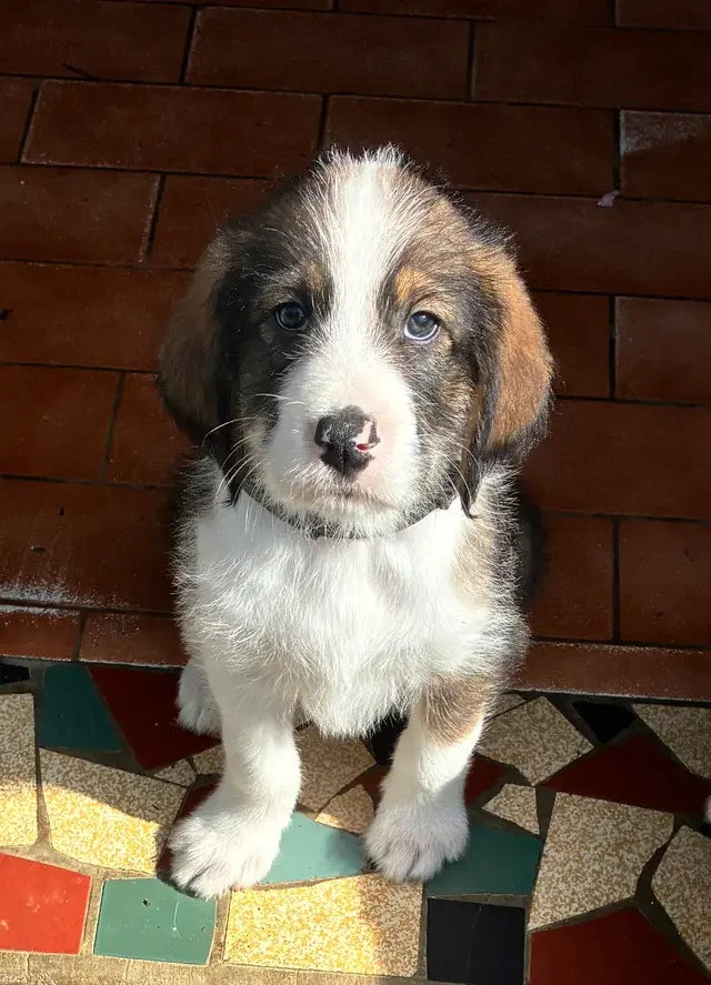 SCOUT
