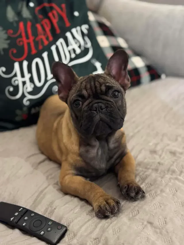 Ava