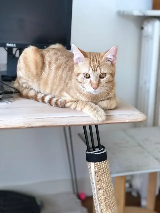 Ember