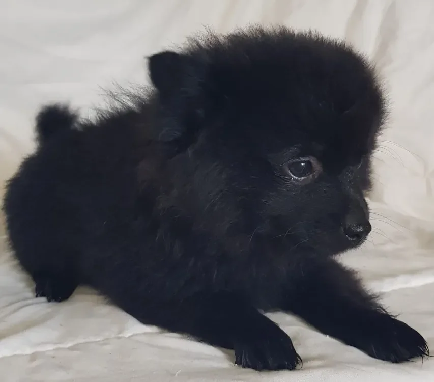 Cho