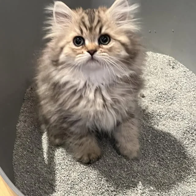 Sultan