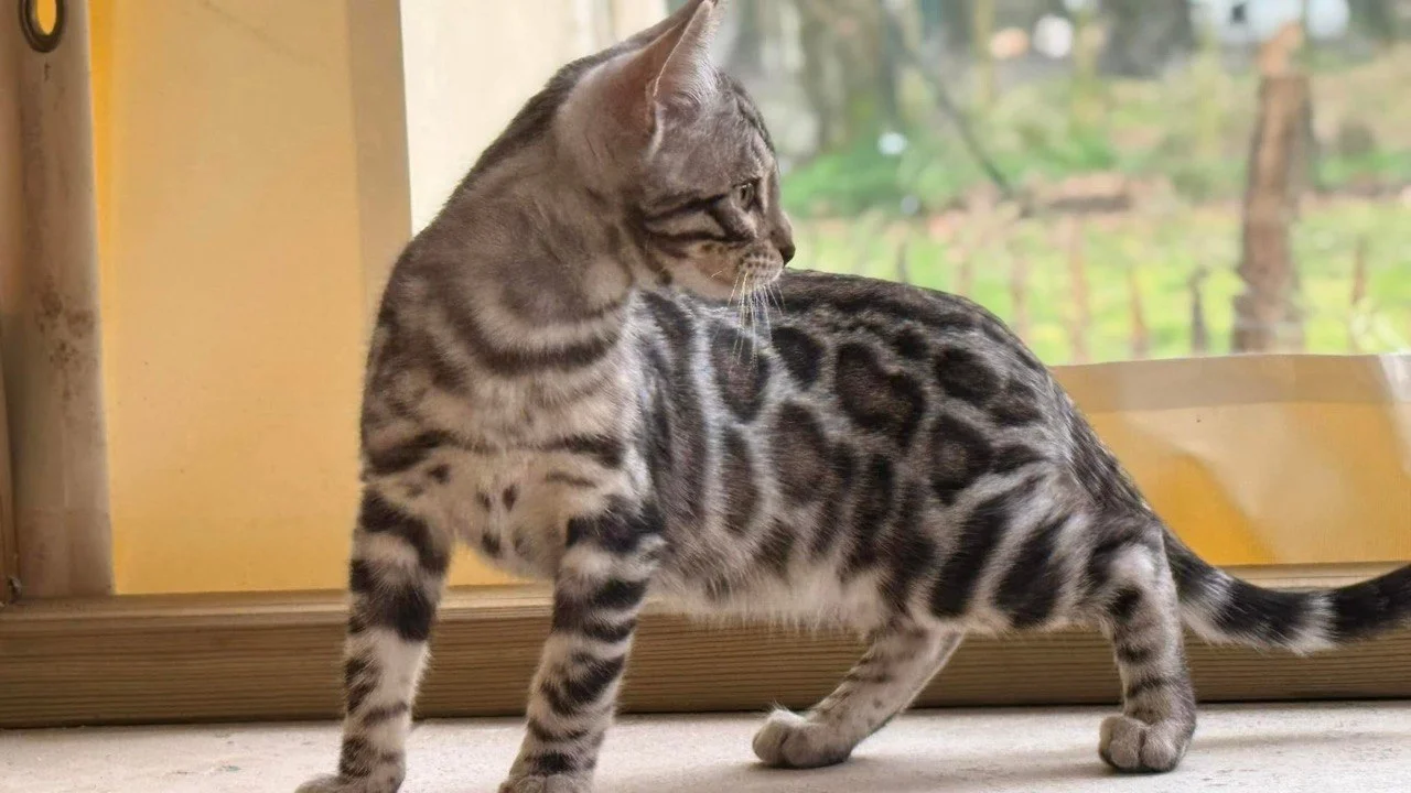 Nova