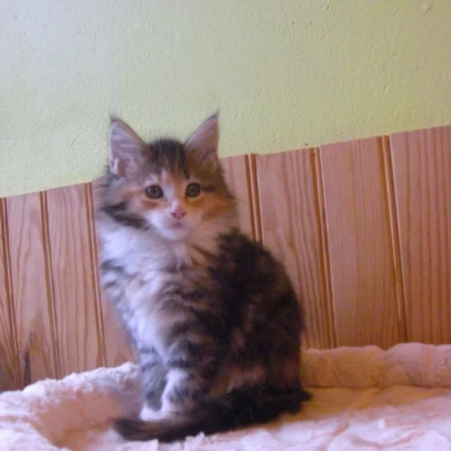 Athena