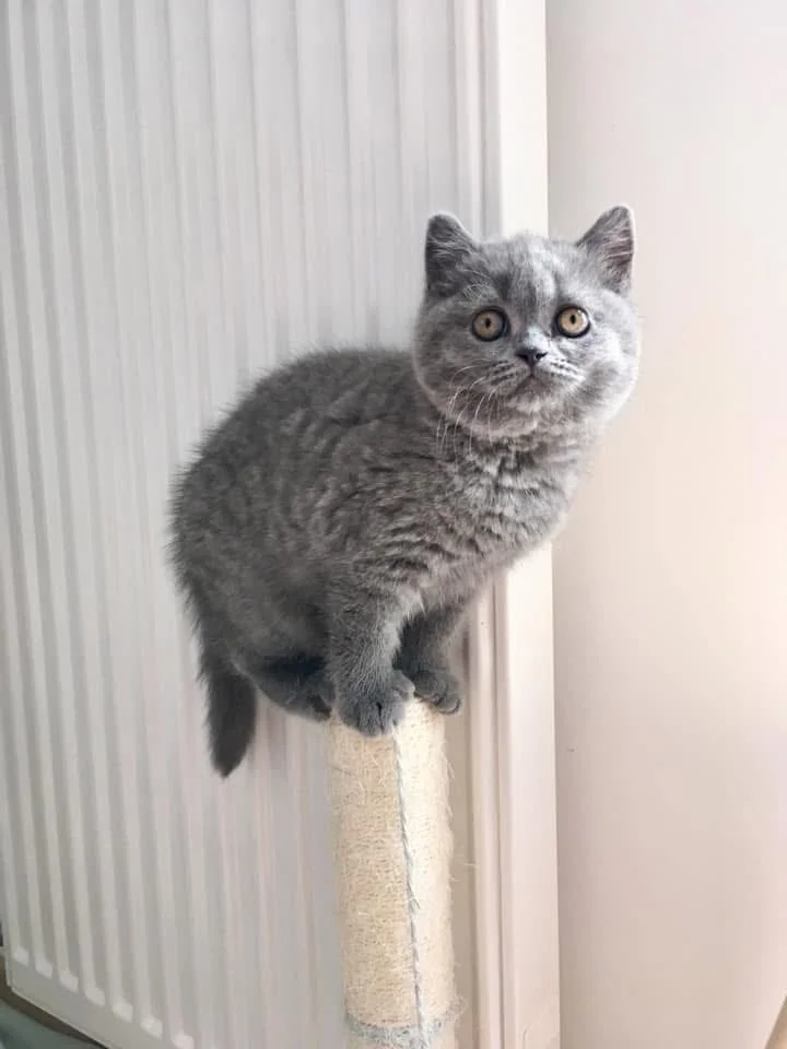 Enzo