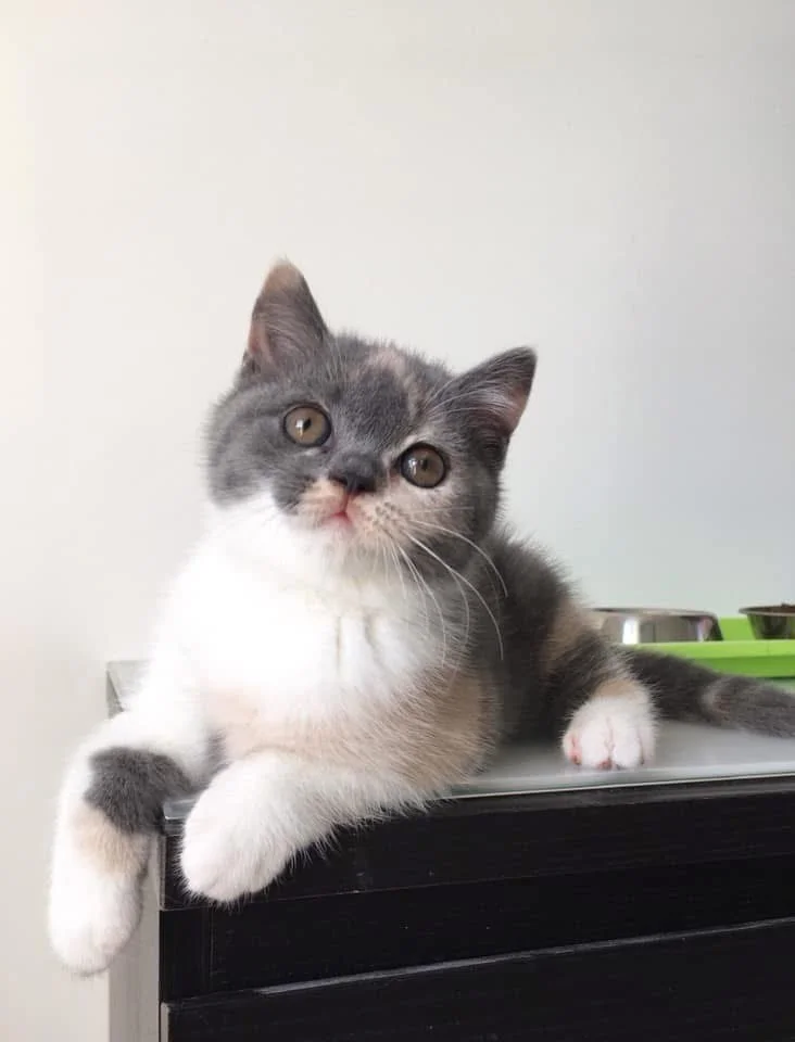 Nala