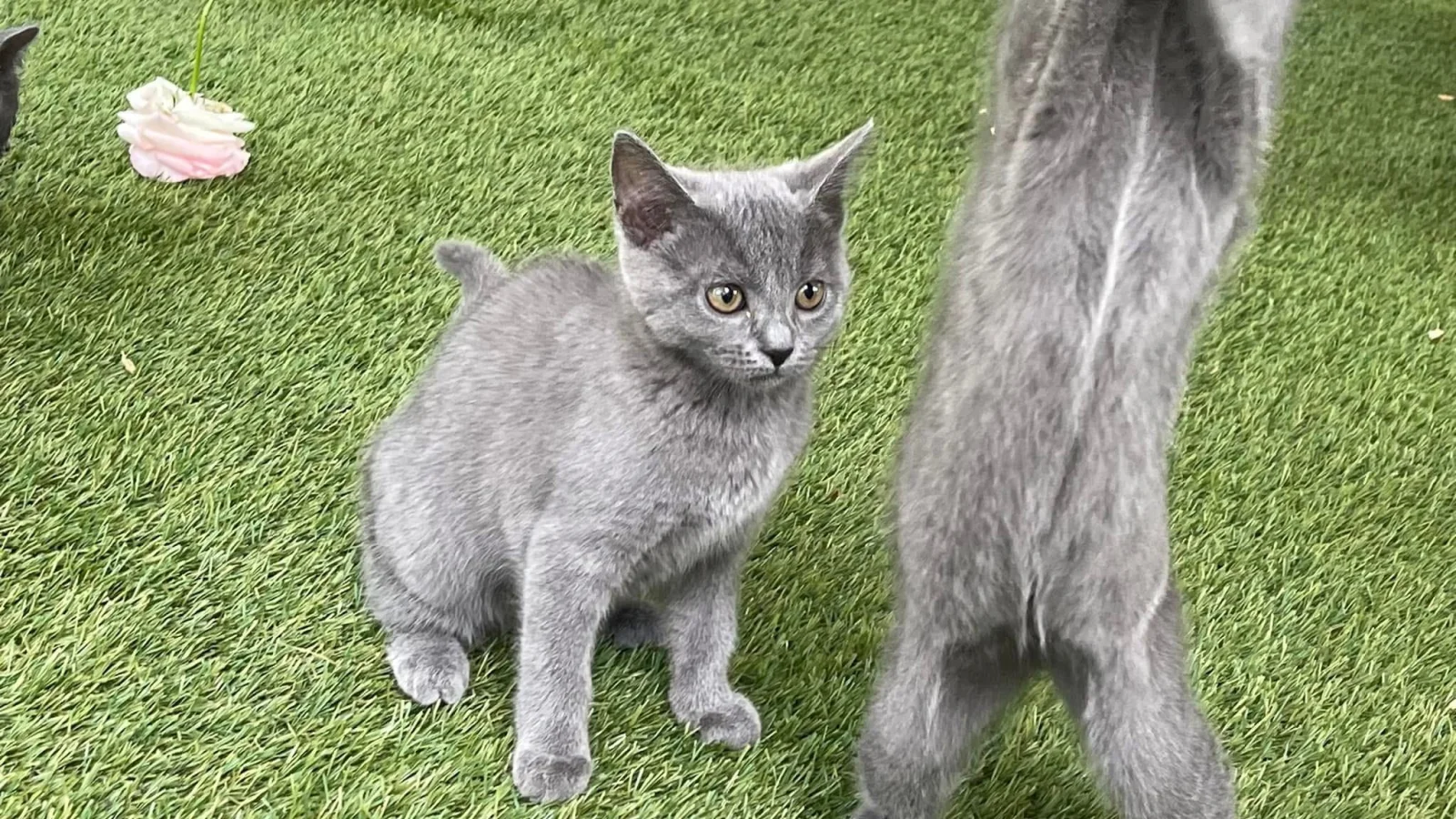 Maya