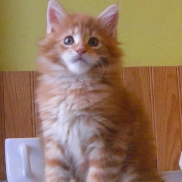 Apollo