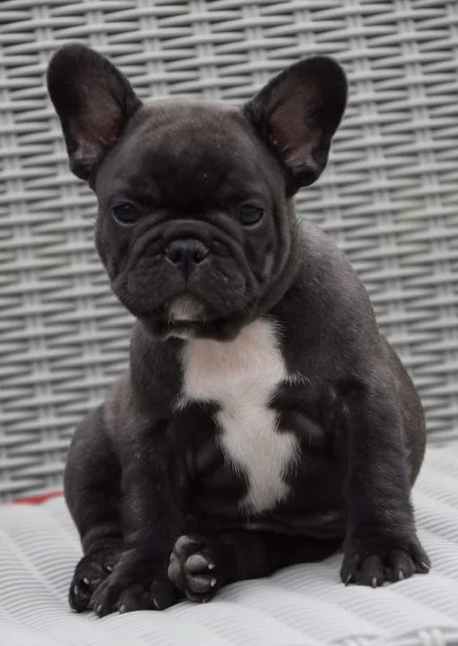 Rocky