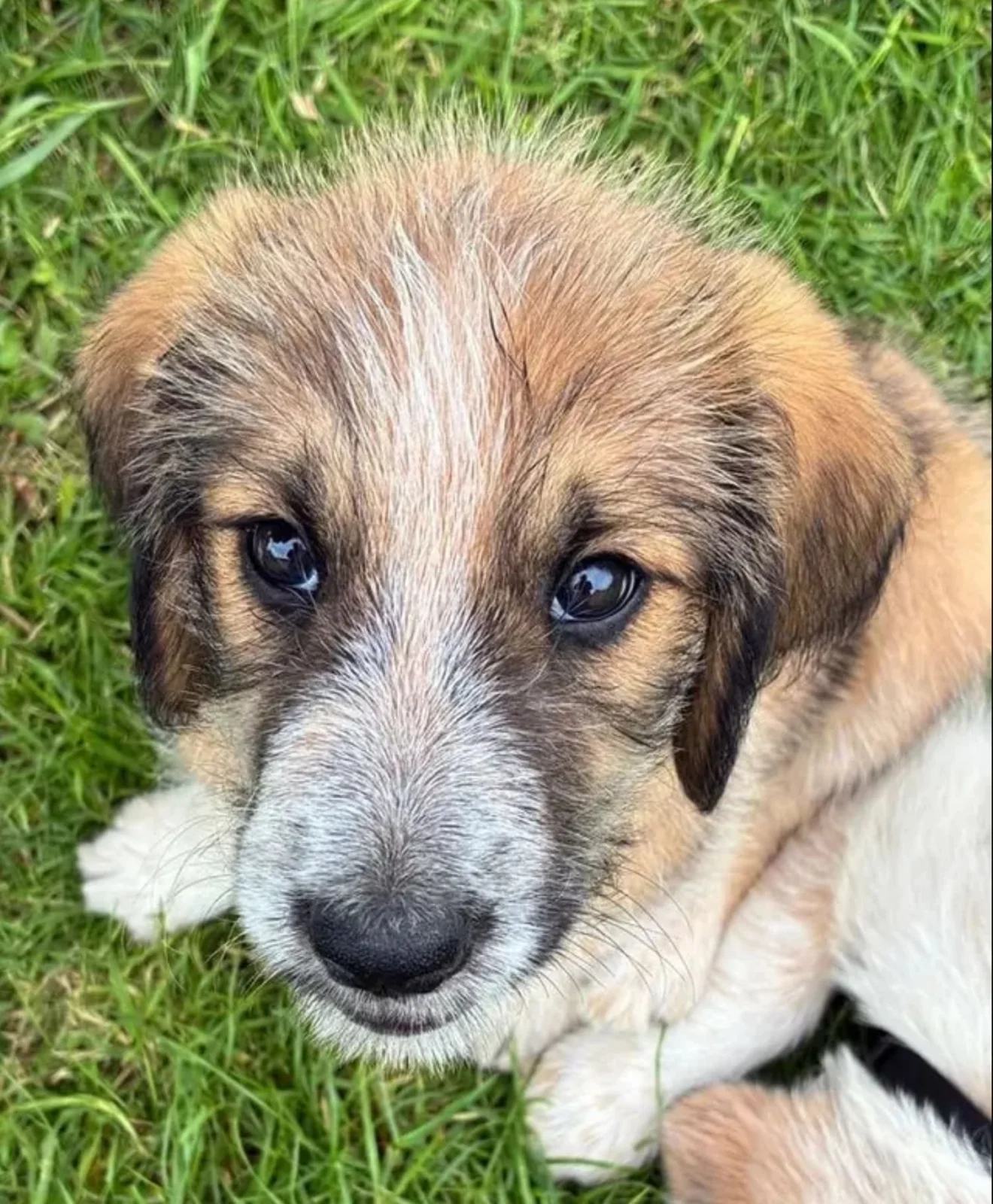 Coco