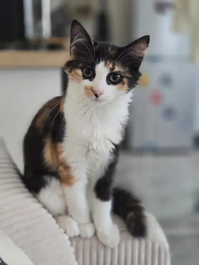 Nina