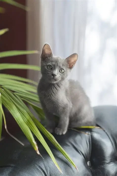 Préparer son foyer pour accueillir un chat