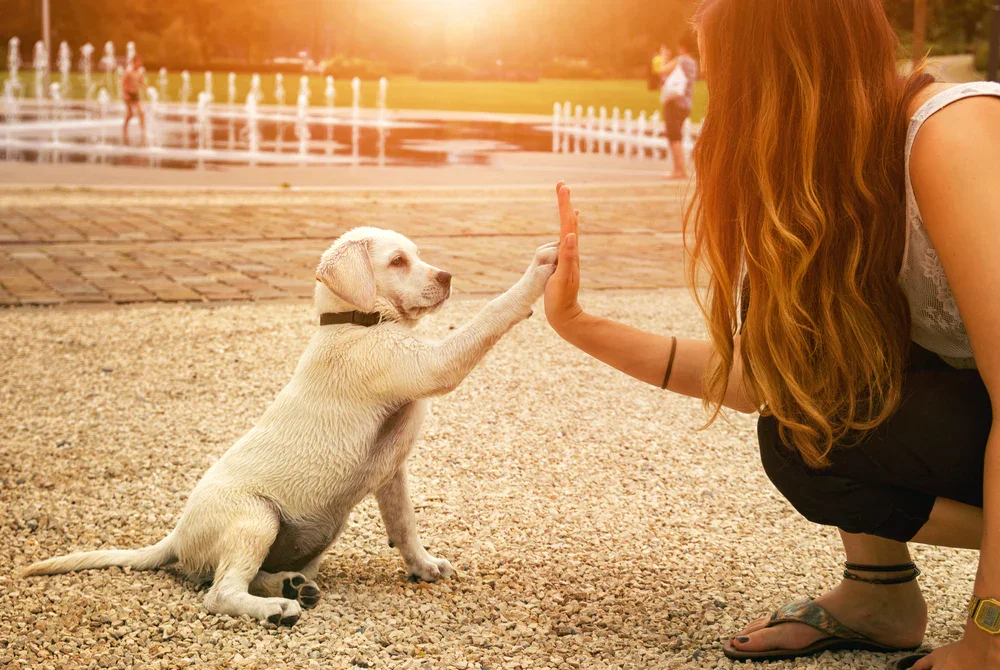 Éduquer son chien adopté : les bases positives